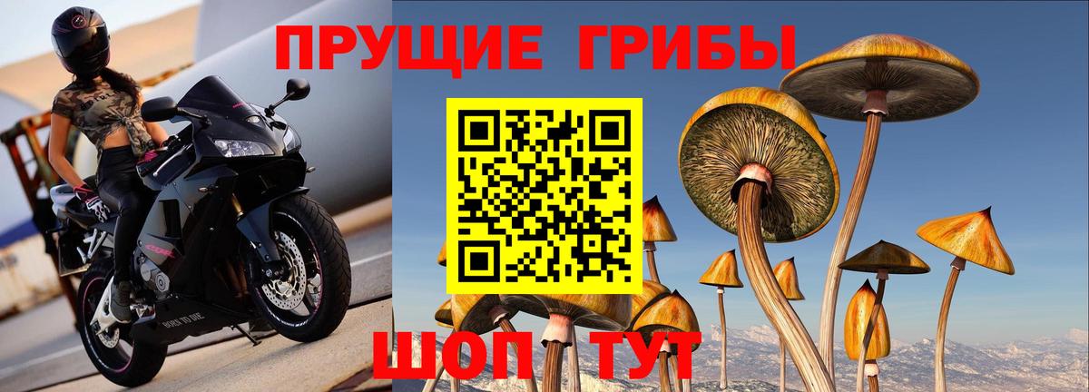 Галлюциногенные грибы Psilocybe Полысаево